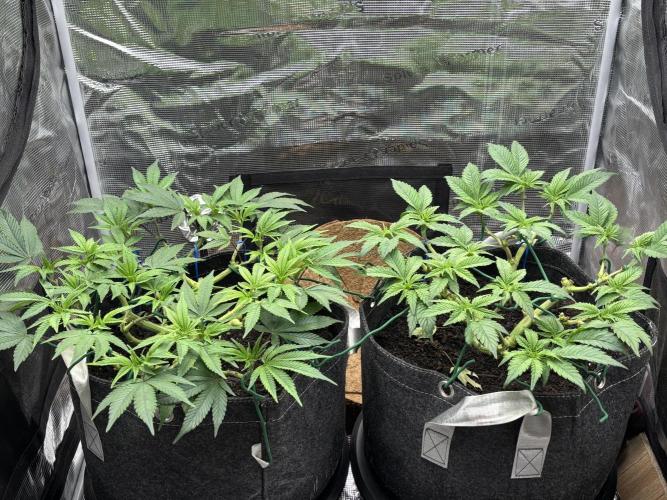 Blue Gelato 41. Week 10