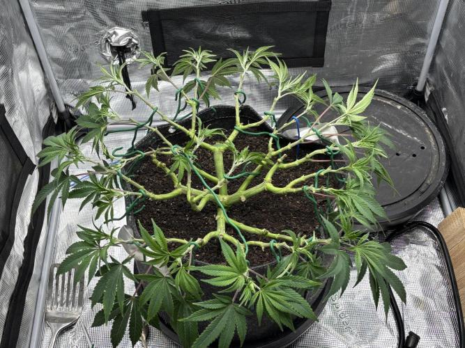 Blue Gelato 41. Week 11