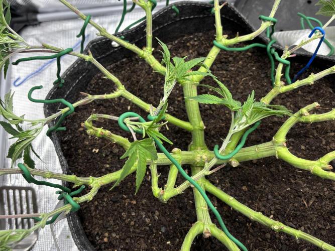 Blue Gelato 41. Week 11