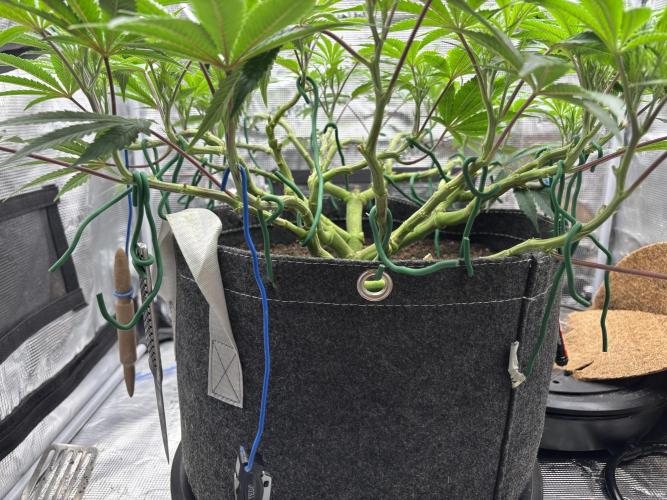 Blue Gelato 41. Week 11