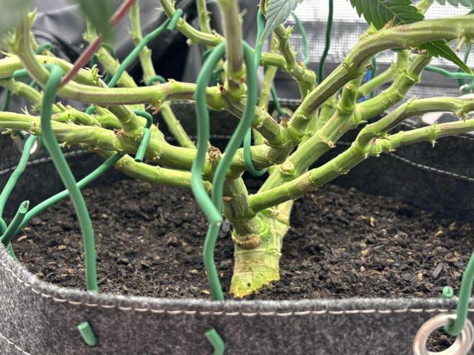 Blue Gelato 41. Week 12