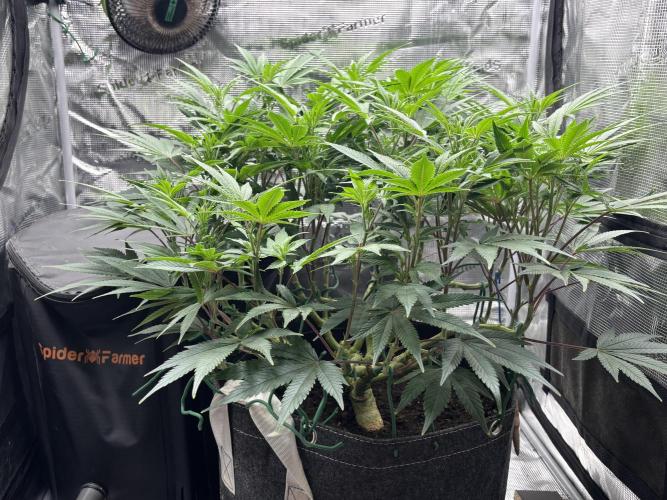 Blue Gelato 41. Week 13