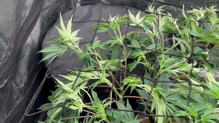 Blue Gelato 41