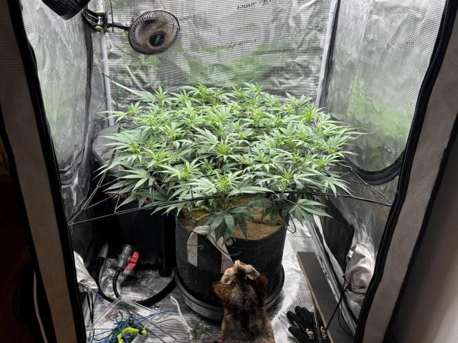 Blue Gelato 41. Week 14