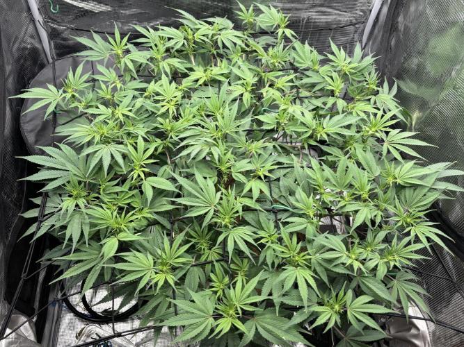 Blue Gelato 41. Week 14