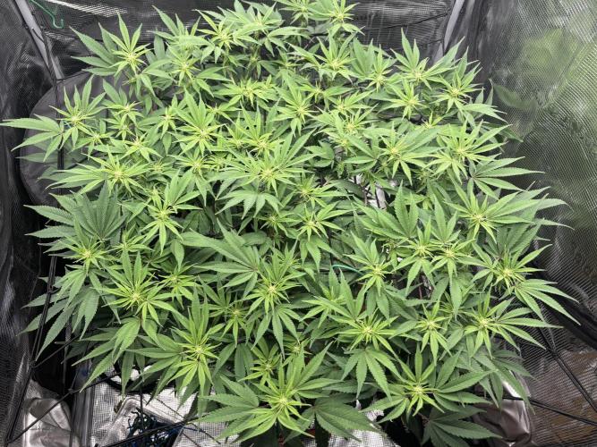 Blue Gelato 41. Week 14