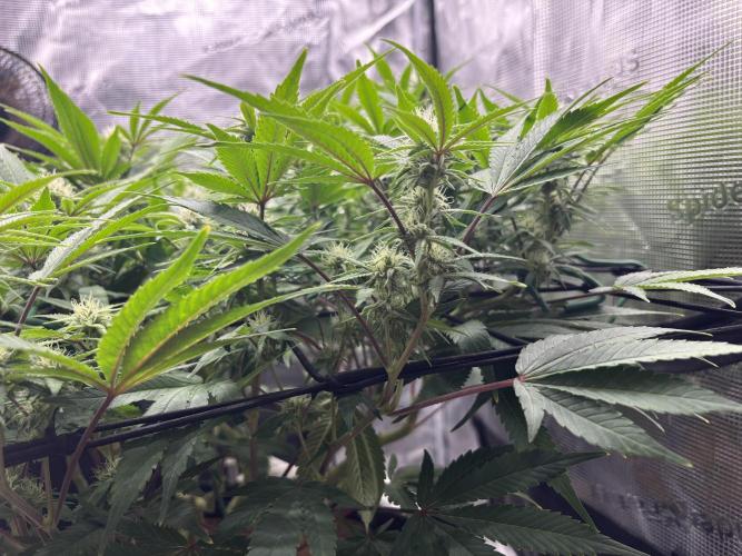 Blue Gelato 41. Week 15