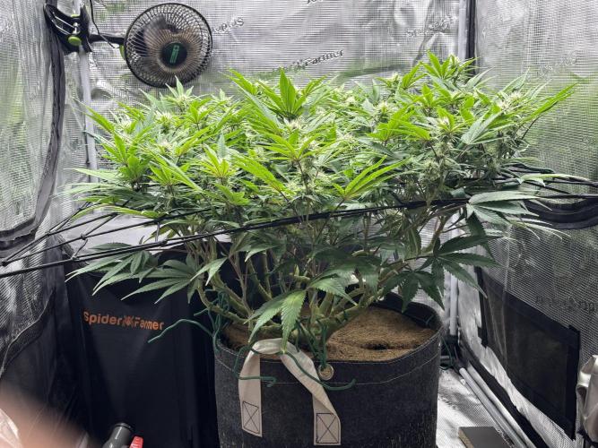 Blue Gelato 41. Week 15