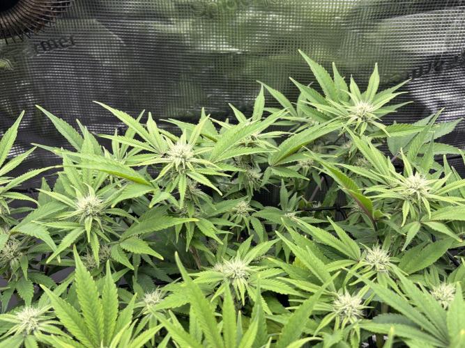 Blue Gelato 41. Week 15