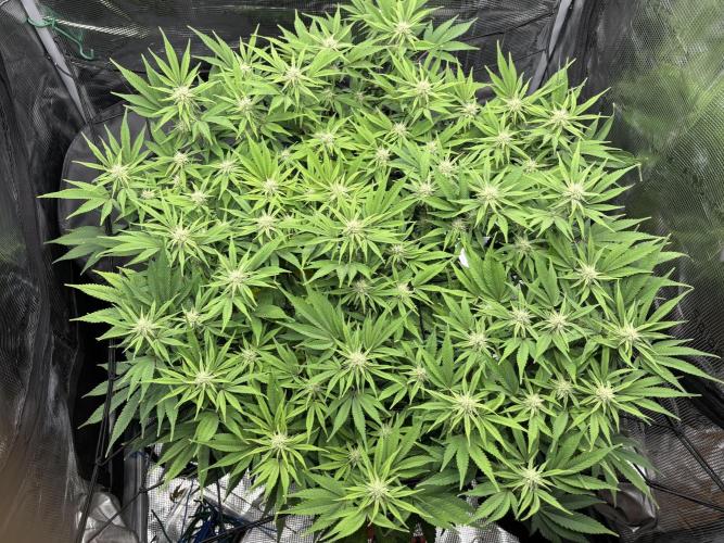 Blue Gelato 41. Week 15