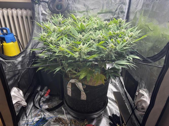 Blue Gelato 41. Week 16