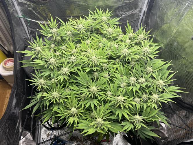Blue Gelato 41. Week 16