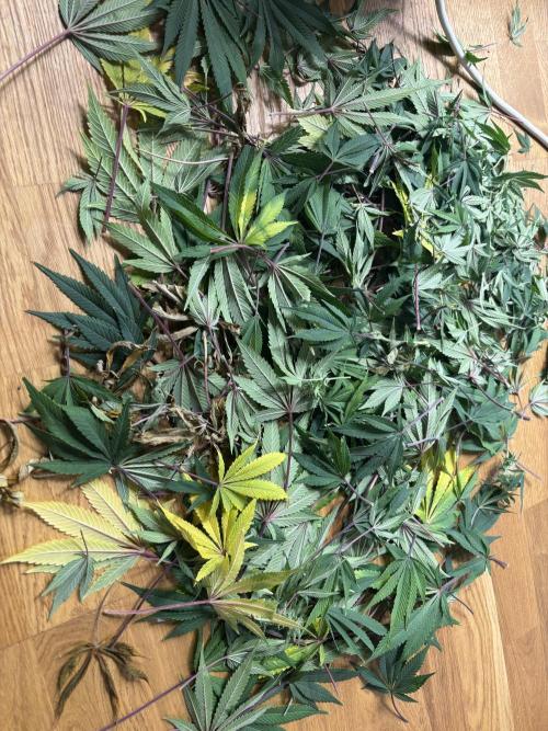Blue Gelato 41. Week 16