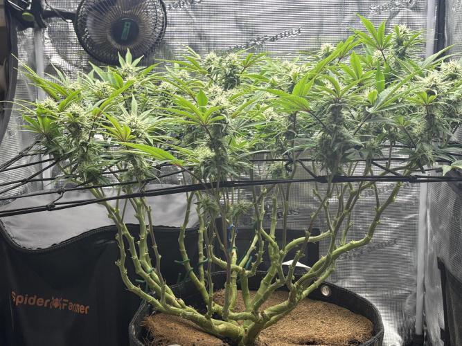 Blue Gelato 41. Week 16