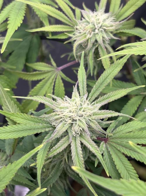 Blue Gelato 41. Week 16
