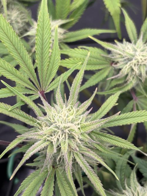 Blue Gelato 41. Week 16