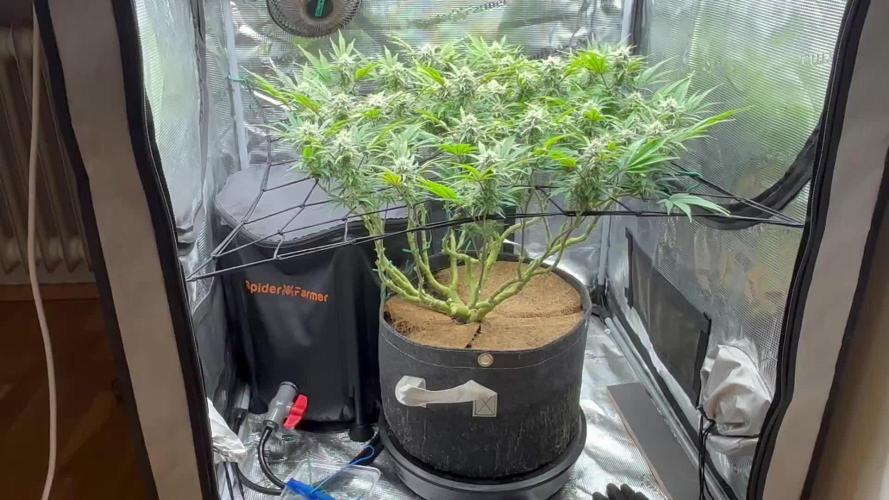 Blue Gelato 41
