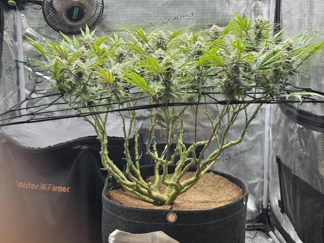 Blue Gelato 41. Week 17