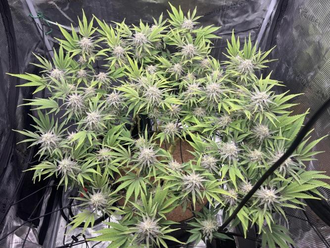 Blue Gelato 41. Week 18