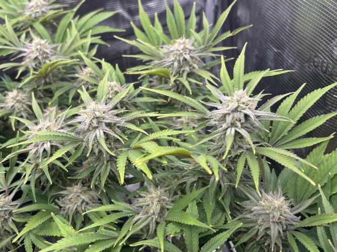 Blue Gelato 41. Week 18