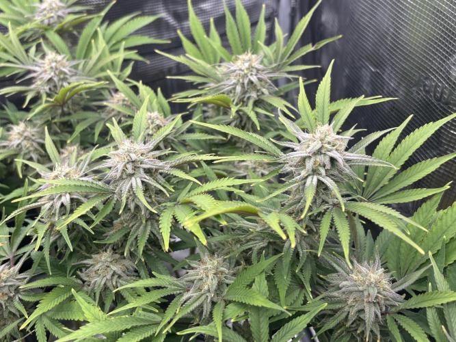 Blue Gelato 41. Week 18