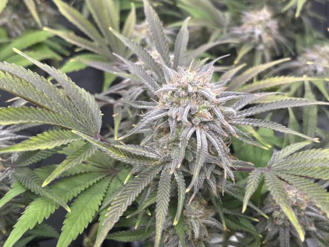 Blue Gelato 41. Week 18