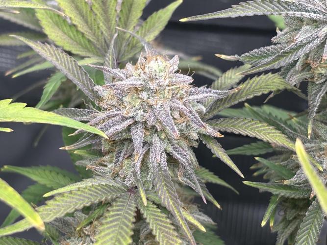 Blue Gelato 41. Week 18