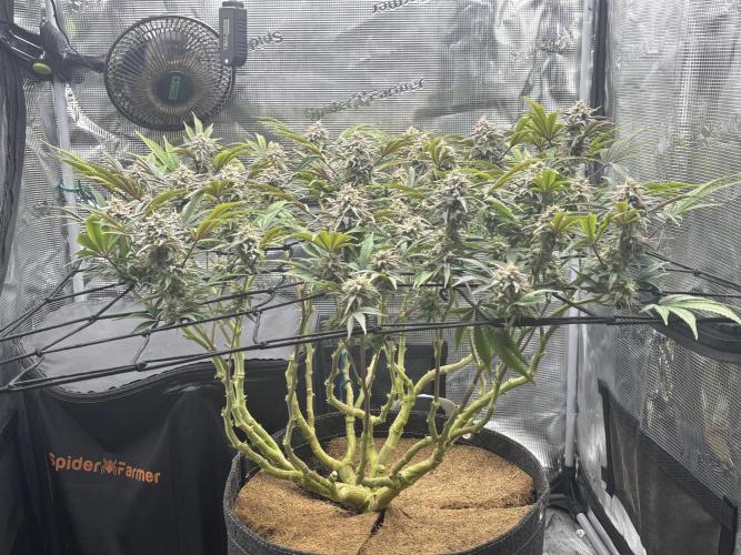Blue Gelato 41. Week 18