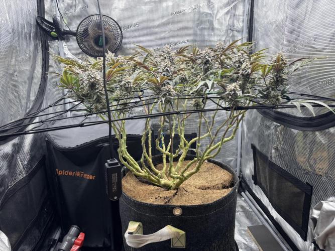 Blue Gelato 41. Week 19