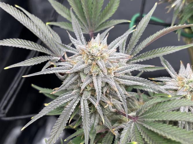 Blue Gelato 41. Week 19