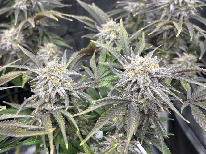 Blue Gelato 41. Week 19