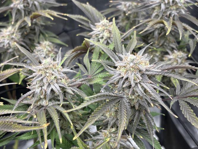 Blue Gelato 41. Week 19