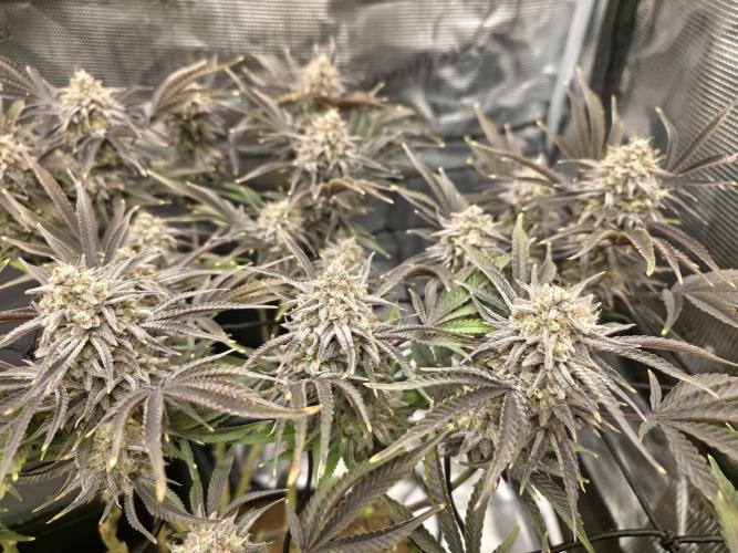 Blue Gelato 41. Week 20