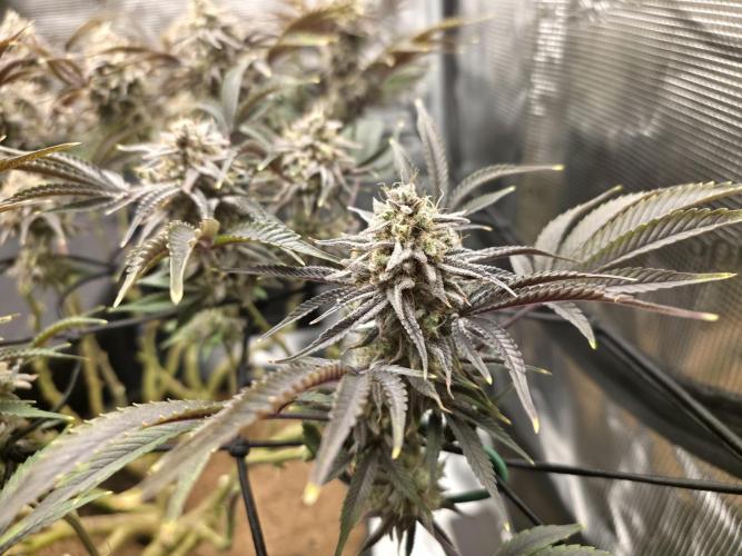 Blue Gelato 41. Week 20