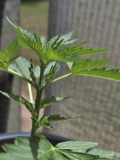 Frosted Zinn x Coockie Dog Auto. Week 1