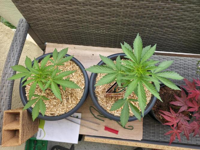 Frosted Zinn x Coockie Dog Auto. Week 1