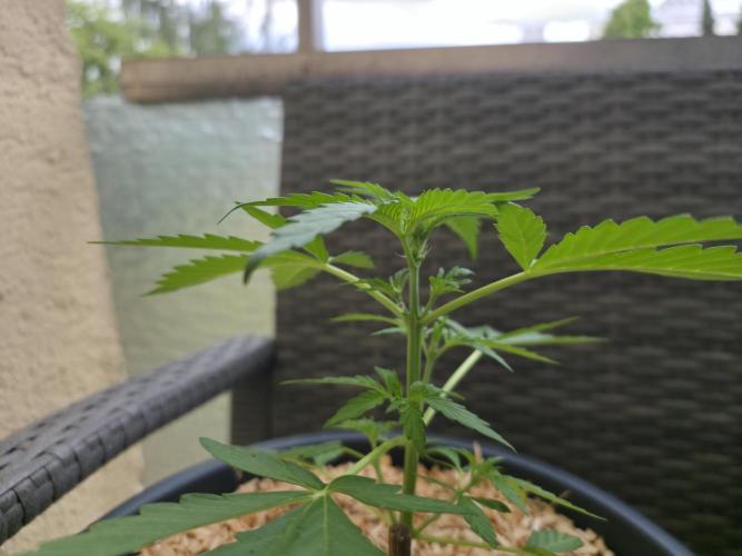 Frosted Zinn x Coockie Dog Auto. Week 1
