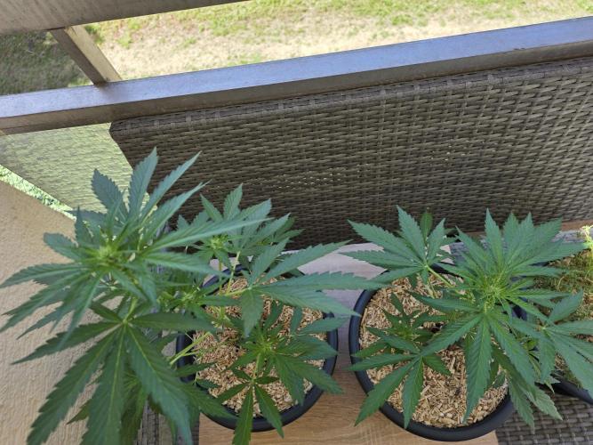 Frosted Zinn x Coockie Dog Auto. Week 2