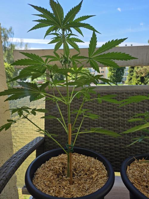 Frosted Zinn x Coockie Dog Auto. Week 2