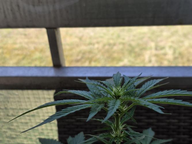 Frosted Zinn x Coockie Dog Auto. Week 2