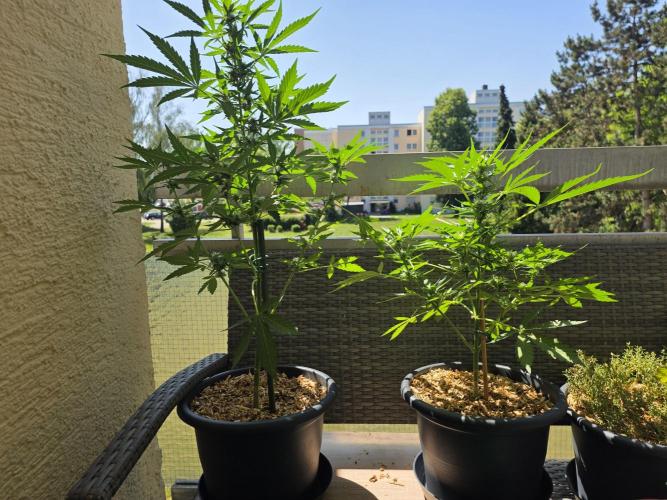 Frosted Zinn Auto x Cookie Dog Auto. Week 3