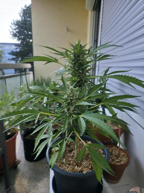 Frosted Zinn x Coockie Dog Auto. Week 6