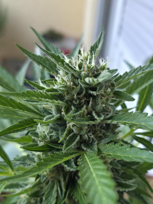 Frosted Zinn x Coockie Dog Auto. Week 6