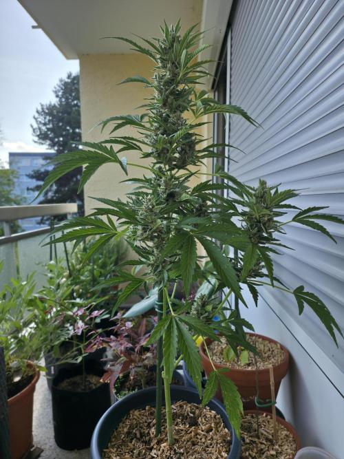 Frosted Zinn x Coockie Dog Auto. Week 6