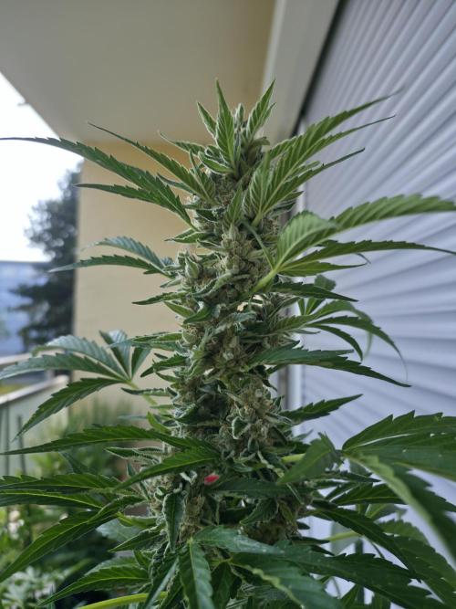 Frosted Zinn x Coockie Dog Auto. Week 6