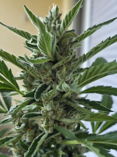 Frosted Zinn x Coockie Dog Auto. Week 6