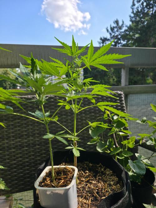 Super Skunk Auto. Week 2