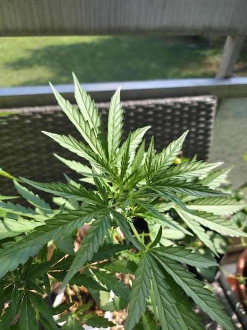Super Skunk Auto. Week 2