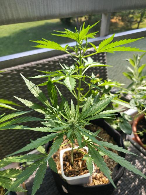 Super Skunk Auto. Week 2