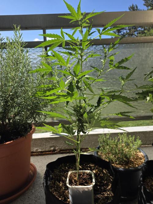 Super Skunk Auto. Week 3